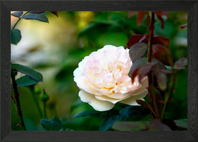 Beige Rose im Garten Gerahmtes Wandbild Poster Leinwanddruck Bild