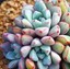 Rare Succulent Lithops Seeds, 100 Pcs Pack Living