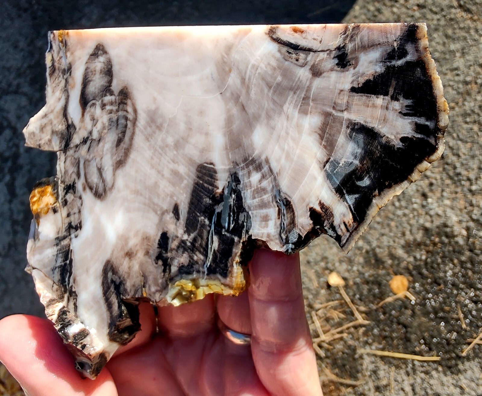 rawk11 Rare GABBS Petrified OPAL Wood slabCool PatternsVintage