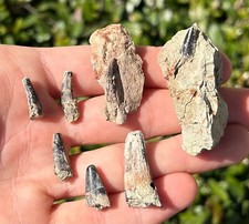 Dekkar Formation Spinosaurus Dinosaur Teeth Fossils LOT Morocco RARE Cretaceous