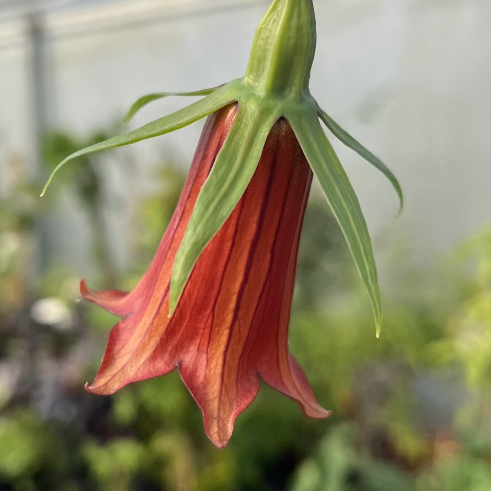 Canarina Canariensis Canary Island Bellflower 13cm Pot. Rarely Seen