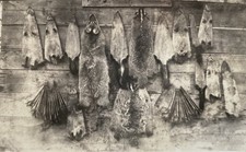 Pelts Animal Furs Hanging Outside Antique Vintage Photo