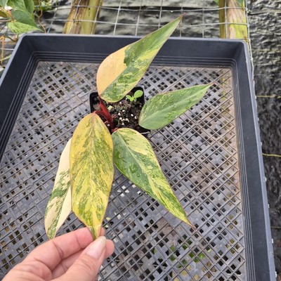 Philodendron Strawberry Shake, Exact Plant Variegated Ships Nationwide |  eBay