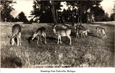 Northwoods Deer Cedarville Michigan RPPC Real Photo Postcard 1930-40s