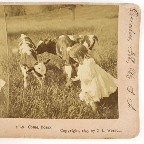 Farm Girl Playing With Calves Stereoview c1899 Cattle Farming Child Calf H1754 - Afbeelding 1 van 4