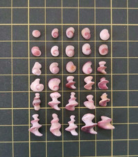 japanese s Seashell Set small Pink purple