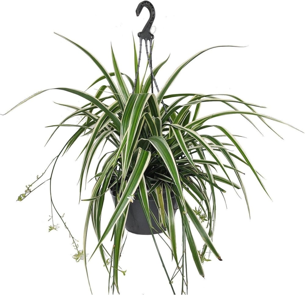 Enchanting Spider Plant Hanging Basket - Live Plant in a 4 Inch Hanging Basket
