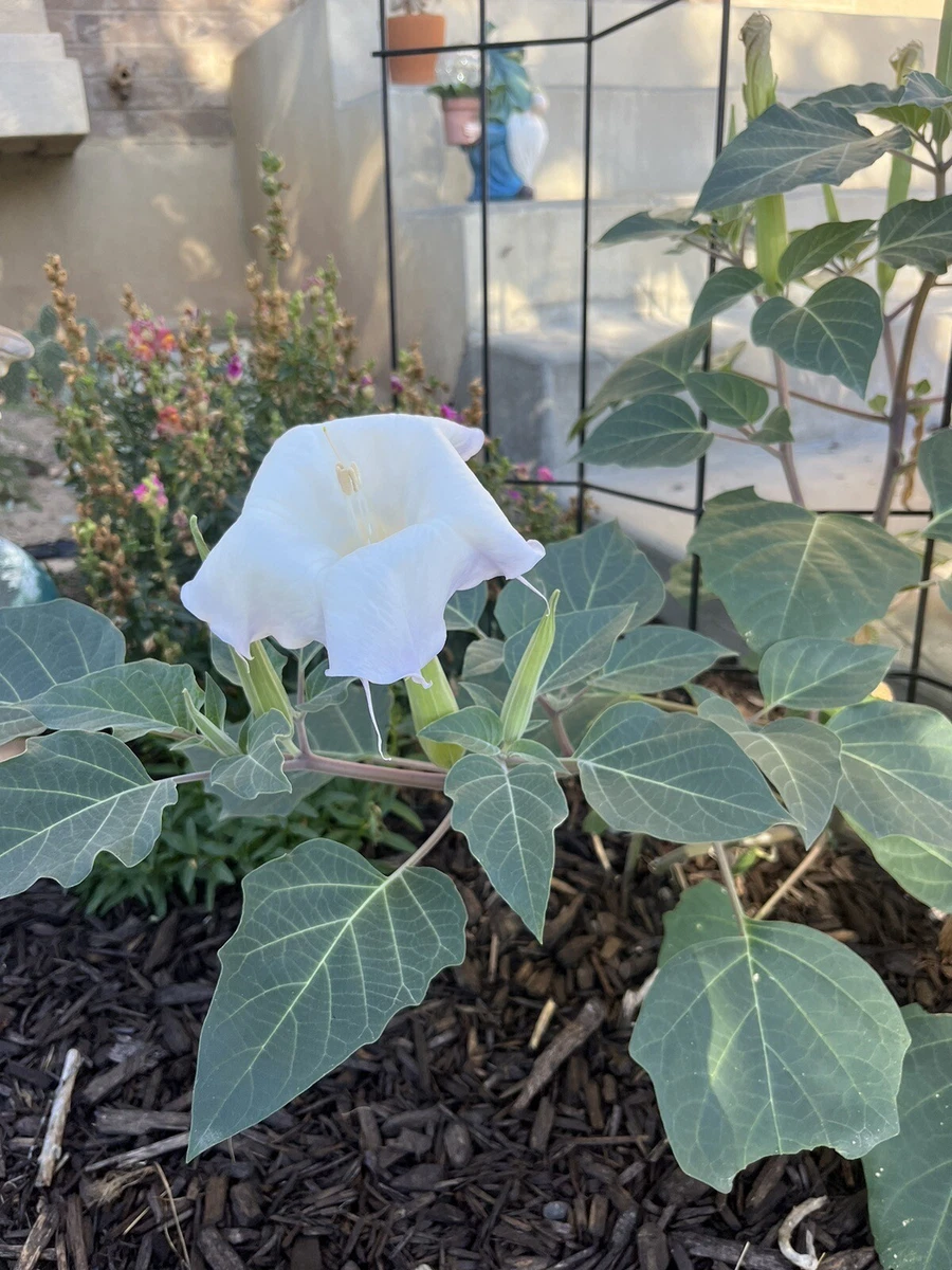 datura products for sale | eBay
