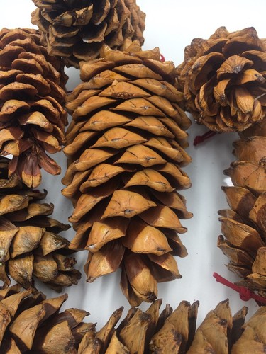 pine cones Tree Ornaments - Picture 4 of 4