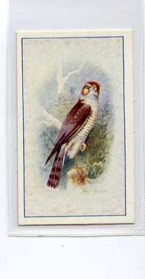 (Ja6723-100) Karrolle, Vögel, Spatz-Falke, 1939#18