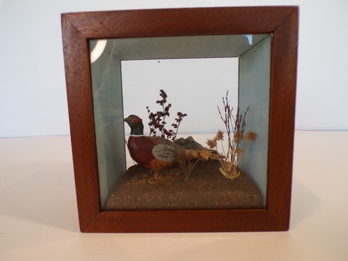 Victorian Cased Taxidermy of a Pheasant Amongst Natural Habitat