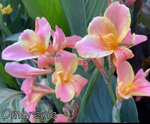 Canna Ombré Gle, My hybrid, Tropical Flowering Perennial - Picture 4 of 19