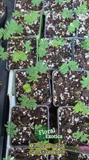 Mimosa pudica - Sensitive Plant - "Touch Me Not" Young Seedlings