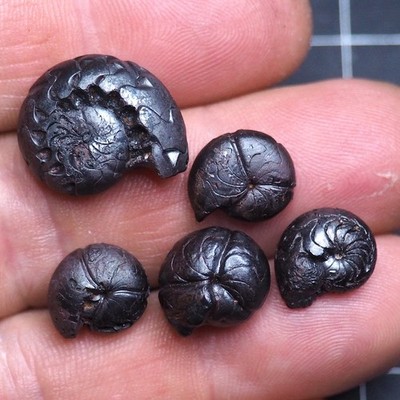 Goniatite Fossil Hematite Morocco Devonian 5 pcs 12-20 mm Lot 3495