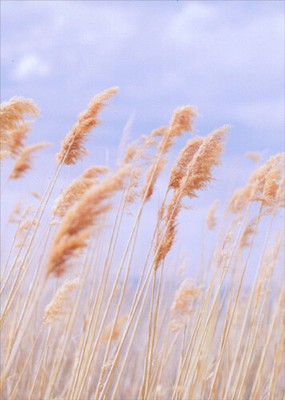 Wheat Field Support Card - Greeting Card by Avanti Press