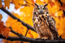 Owl Bird Canvas Picture Print Wall Art