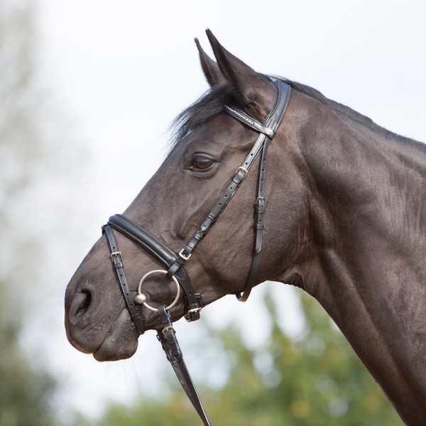 Kieffer Trensenzaum Ultrasoft - Schwarz - Vollblut Cob Trense Zaumzeug Reiten-image