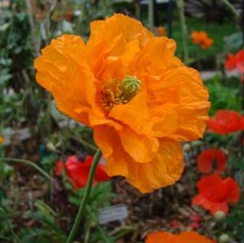 PAPAVER POPPY FLORE PLENO ( ORANGE) 3 GRAM ~ APPROX 36,000 SEEDS BULK