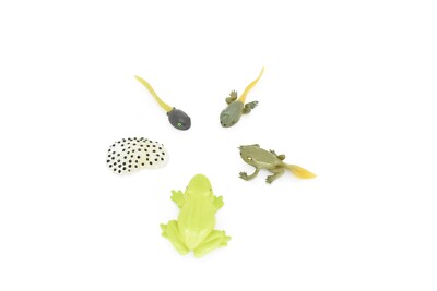 Frog Life Cycle, Educational, Figure, Realistic Plastic Model Toys, Set of 5