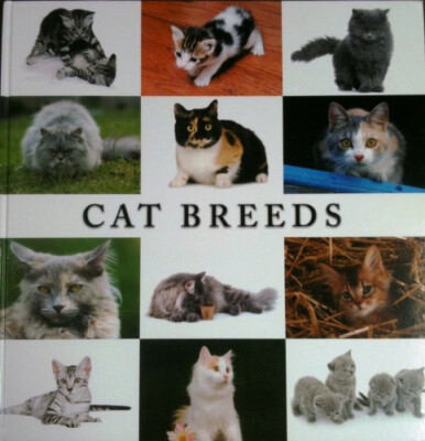 Cats Breeds - NEW BOOK OVERSIZE, 18`*18, 160 pages