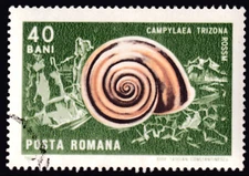 Campylaea Trizona Rossm Gastropoda in the family Helicid snails