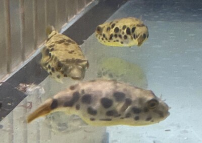 LIVE TROPICAL Fish~Spotted Congo Puffer Tetraodon schoutedeni