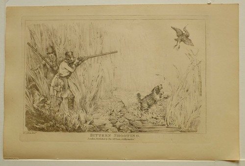 1825 HENRY ALKEN SPORTING PRINT ~ BITTERN SHOOTING - Picture 3 of 3