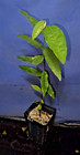 Annona sylvatica "XL" — photo 2