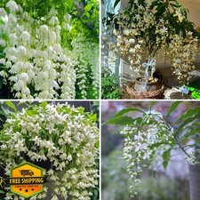 Weeping Jasmine Flower Seeds 100 pcs Fragrant Perennial Climbing Climbing Garden