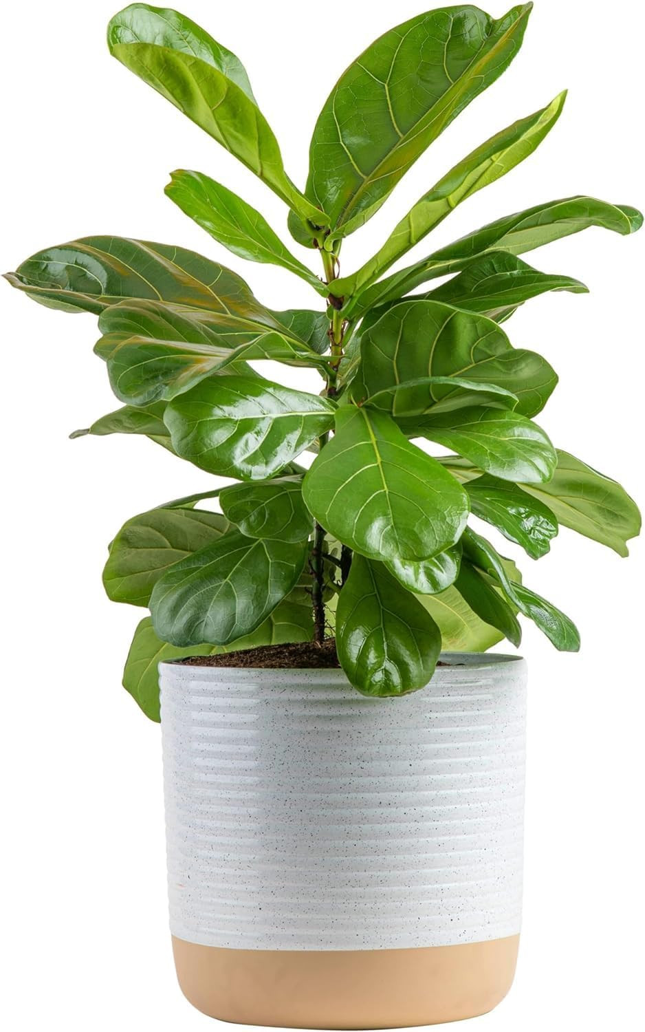Fiddle Leaf Fig, Live Indoor Plant Ficus Lyrata in Modern Plant Pot, Air Purifyi