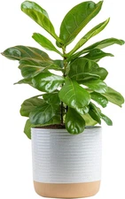 Fiddle Leaf Fig, Live Indoor Plant Ficus Lyrata in Modern Plant Pot, Air Purifyi