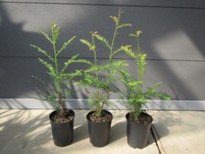 Sequoia sempervirens - Küstenmammutbaum Pflanze 30-50cm Redwood