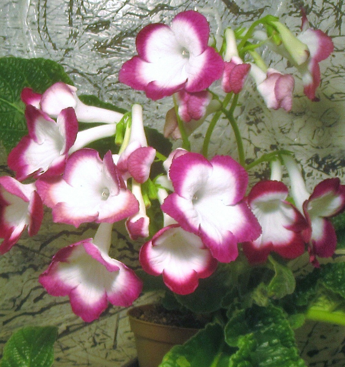 50+ from Streptocarpus x 'Cherry Roulette' x other Named Cultivars