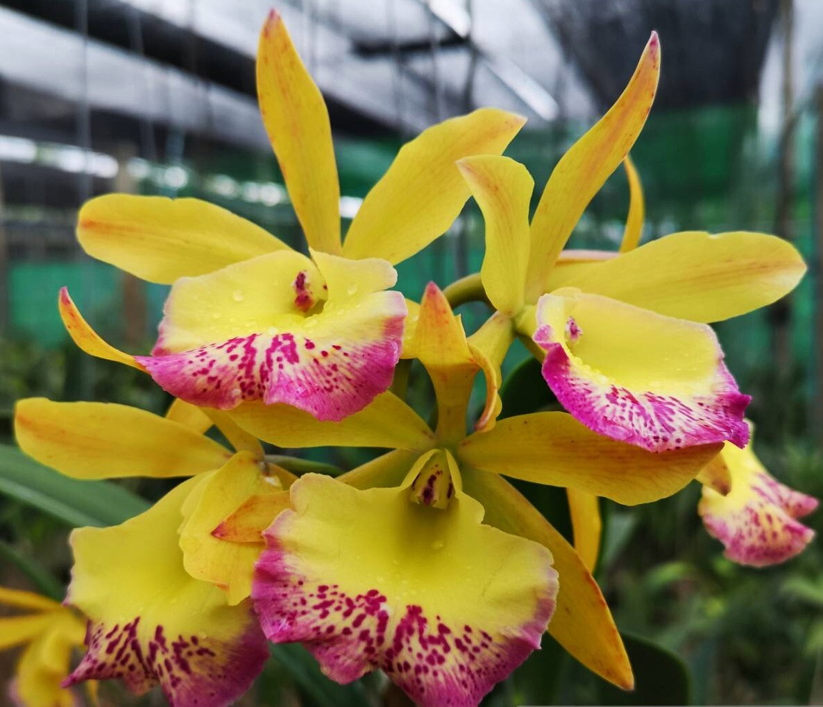 1 Cattleya Rlc. King of Taiwan + 1 Bct. River Kwai Charming Orchid
