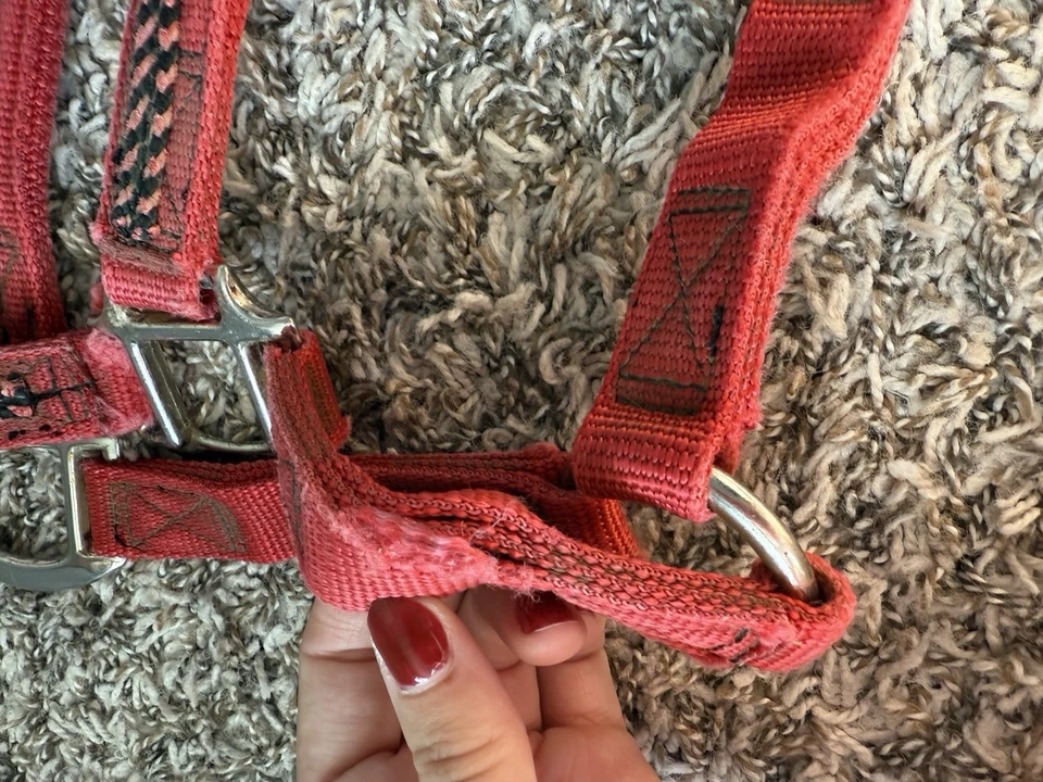 Caballo halter de nailon negro y rojo tamaño completo Foto 3 de 4