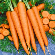 Tendersweet Carrot Seeds - For 2026 Planting Long Sweet Coreless USA Garden