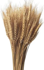 100 Stems Dried Wheat Stalks Natural Bundle for Home 100 Stems, Tan 