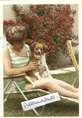 Vintage Foto Dame Shorts Weste Oberteil Liegestuhl süßer Hund auf Schoß Zunge raus 1971
