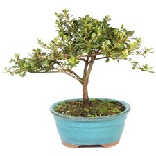 USA Grown Satsuki Azalea Bonsai - Ceramic Pot Included