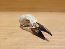 Mag Pie Skull Pica Pica UK species Taxidermy Bird Corvid Goth