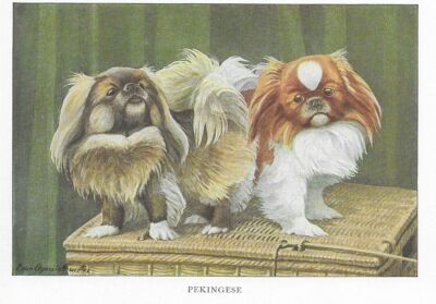 Pekingese - CUSTOM MATTED - 1927 Color Dog Art Print | eBay