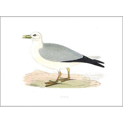 VÖGEL Fulmar - handkoloriert - antiker Druck 1903 von Rev FO Morris