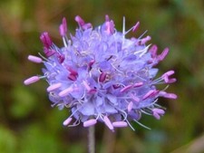 Succisa pratensis -Devil's Bit Scabious- 25 seeds/HP