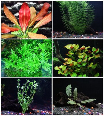 Florida Bundle 25+ Stems  6 Species Live Aquarium Plants Package
