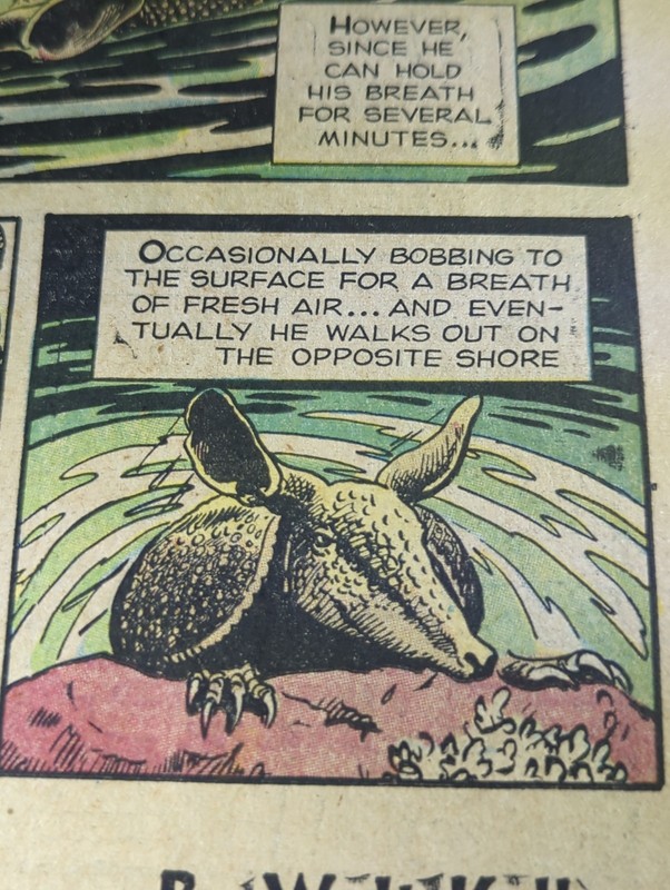 1957 NEWSPAPER PAGE #2664- THE ARMADILLO WALKS UNDERWATER 