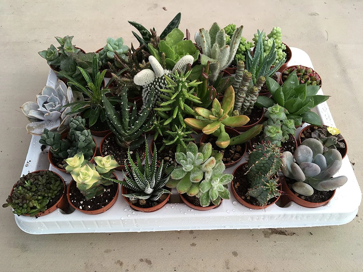 Confezione Da 6 Sottovasi In Bambù Per Piante Grasse E Cactus - Diametri Da 6,3 A 15,5 Cm, Ecologici, Con Bordo Rialzato Per Raccogliere Acqua