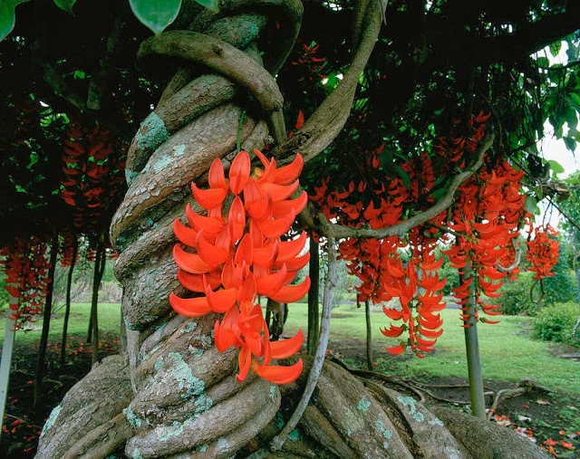 Red jade vine deals
