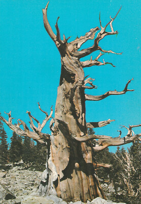 Great Basin National Park Bristlecone Pine Tree Blue Sky Trunk Branches Postcard