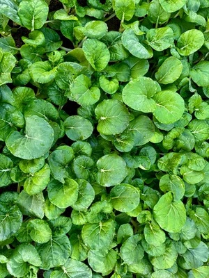 SEEDVILLE USA 1500 UPLAND CRESS American Land Cress Barbarea Verna Creasy Vegetable Herb Seeds