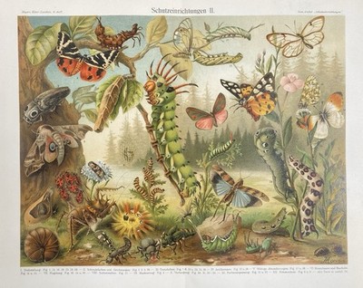 Antique Graphic Fauna: Shelters for Animals Mimicry Chromolithograph